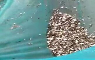 महिलाएं मछली पालन कर हो रही आर्थिक उन्नति की ओर अग्रसर