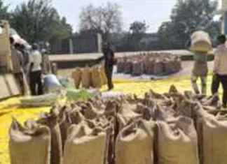 धान खरीदी: जिले में अब तक साढ़े पांच लाख क्विंटल से अधिक धान की हुई खरीदी