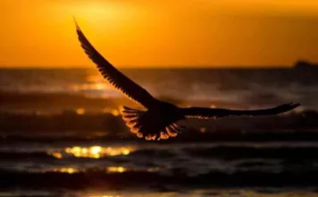 पता कीजिये कि मंजिल कहां है?