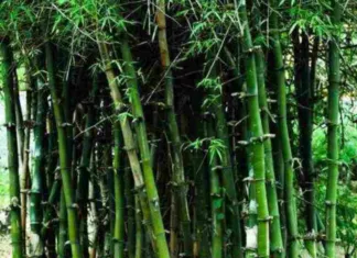 बांस उत्पादन के लिए सामुदायिक वनाधिकार पट्टे भूमि का होगा चयन