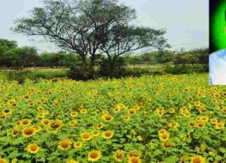 सफलता की कहानी: धान की खेती से हटकर किसान अपने खेतों में उगा रहे हैं दूसरी फसलें