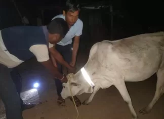 सड़क दुर्घटना से बचाव हेतु घुमन्तु पशुओं में लगाया जा रहा रेडियम बेल्ट
