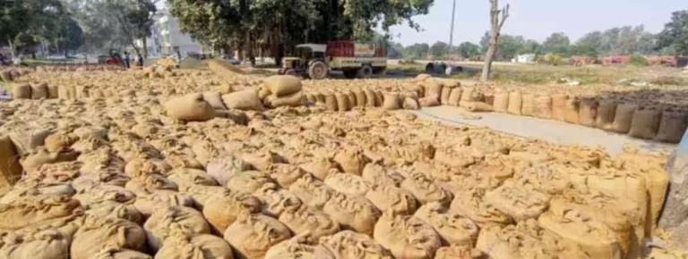 कोरबा: हाथी का कहर और बारिश की मार; धान खरीदी में बढ़ी बाधाएं