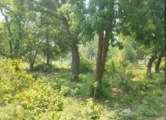 बालकोनगर में 440 पेड़ों की कटाई: बालको की विकास परियोजना बनी पर्यावरण के लिए खतरा