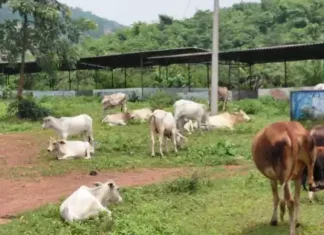 बोतल्दा में सड़क किनारे घूम रहे मवेशियों को सुरक्षित स्थान पर किया गया शिफ्ट कलेक्टर के निर्देश पर राष्ट्रीय राजमार्ग पर दुर्घटनाओं की रोकथाम हेतु की जा रही कार्यवाही