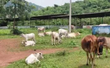 बोतल्दा में सड़क किनारे घूम रहे मवेशियों को सुरक्षित स्थान पर किया गया शिफ्ट कलेक्टर के निर्देश पर राष्ट्रीय राजमार्ग पर दुर्घटनाओं की रोकथाम हेतु की जा रही कार्यवाही