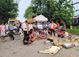खरसिया में रफ्तार का कहर: ट्रेलर ने तीन गायों को रौंदा, दो की मौत के बाद भड़का आक्रोश, गौ सेवकों ने किया चक्का जाम