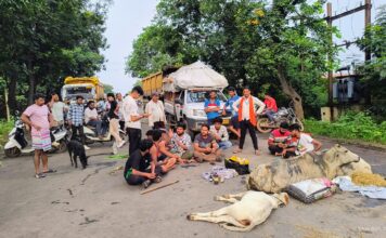 खरसिया में रफ्तार का कहर: ट्रेलर ने तीन गायों को रौंदा, दो की मौत के बाद भड़का आक्रोश, गौ सेवकों ने किया चक्का जाम