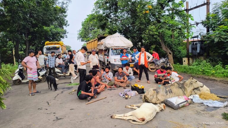 खरसिया में रफ्तार का कहर: ट्रेलर ने तीन गायों को रौंदा, दो की मौत के बाद भड़का आक्रोश, गौ सेवकों ने किया चक्का जाम