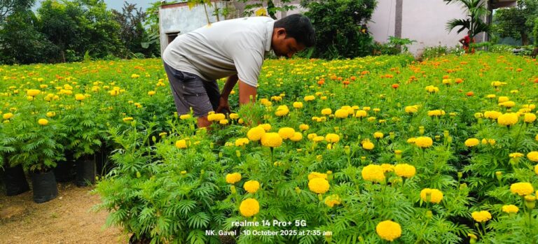 गेंदे की खेती ने किसान के चेहरे पे लाई मुस्कान