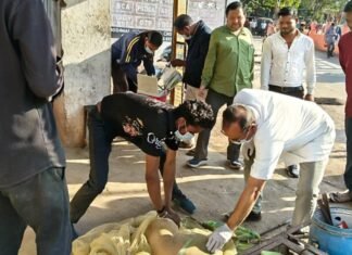 रायगढ़ जिले में आवारा कुत्तों के लिए एंटीरेबीज टीकाकरण अभियान तेज, अब तक 67 कुत्तों को लगाया गया टीका