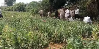 रायगढ़: आमाघाट में अवैध अफीम की खेती उजागर, झारखंड का आरोपी हिरासत में – NDPS Act के तहत कार्रवाई शुरू