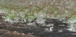 राख का सैलाब, एक जान की कीमत: कोरबा के HTPP झाबू राखड़ डैम फूटने से JCB ऑपरेटर की मौत; अधिकारियों पर लापरवाही के आरोप