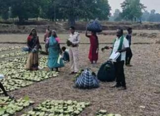 तेन्दूपत्ता संग्राहकों के खाते में पहुंच रही खुशियों की सौगात: 17.43 करोड़ रुपए का वितरण शुरू