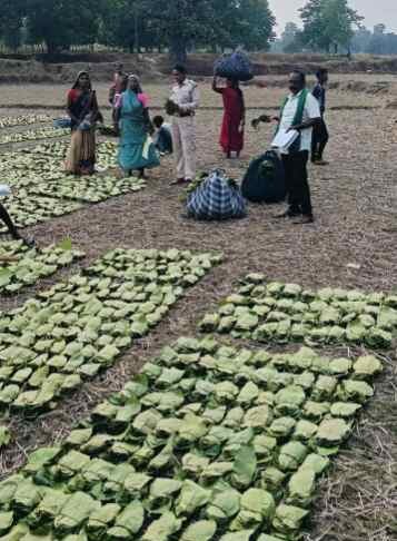 तेन्दूपत्ता संग्राहकों के खाते में पहुंच रही खुशियों की सौगात: 17.43 करोड़ रुपए का वितरण शुरू