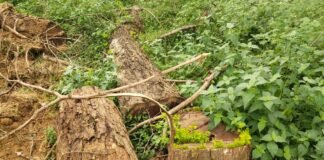 बर्रा स्कूल परिसर में हरे शीशम पर चली आरी, ग्रामीणों का आक्रोश