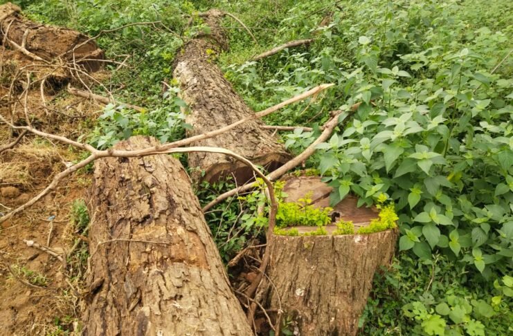 बर्रा स्कूल परिसर में हरे शीशम पर चली आरी, ग्रामीणों का आक्रोश