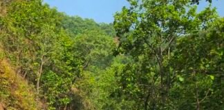 दूधीटांगर-पुटकापहाड़ सड़क विवाद: वन विभाग ने प्रकाशित खबर को बताया भ्रामक