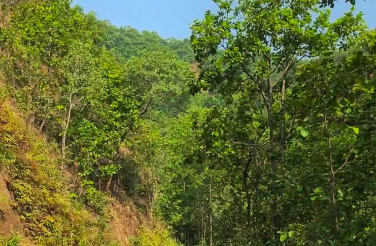 दूधीटांगर-पुटकापहाड़ सड़क विवाद: वन विभाग ने प्रकाशित खबर को बताया भ्रामक